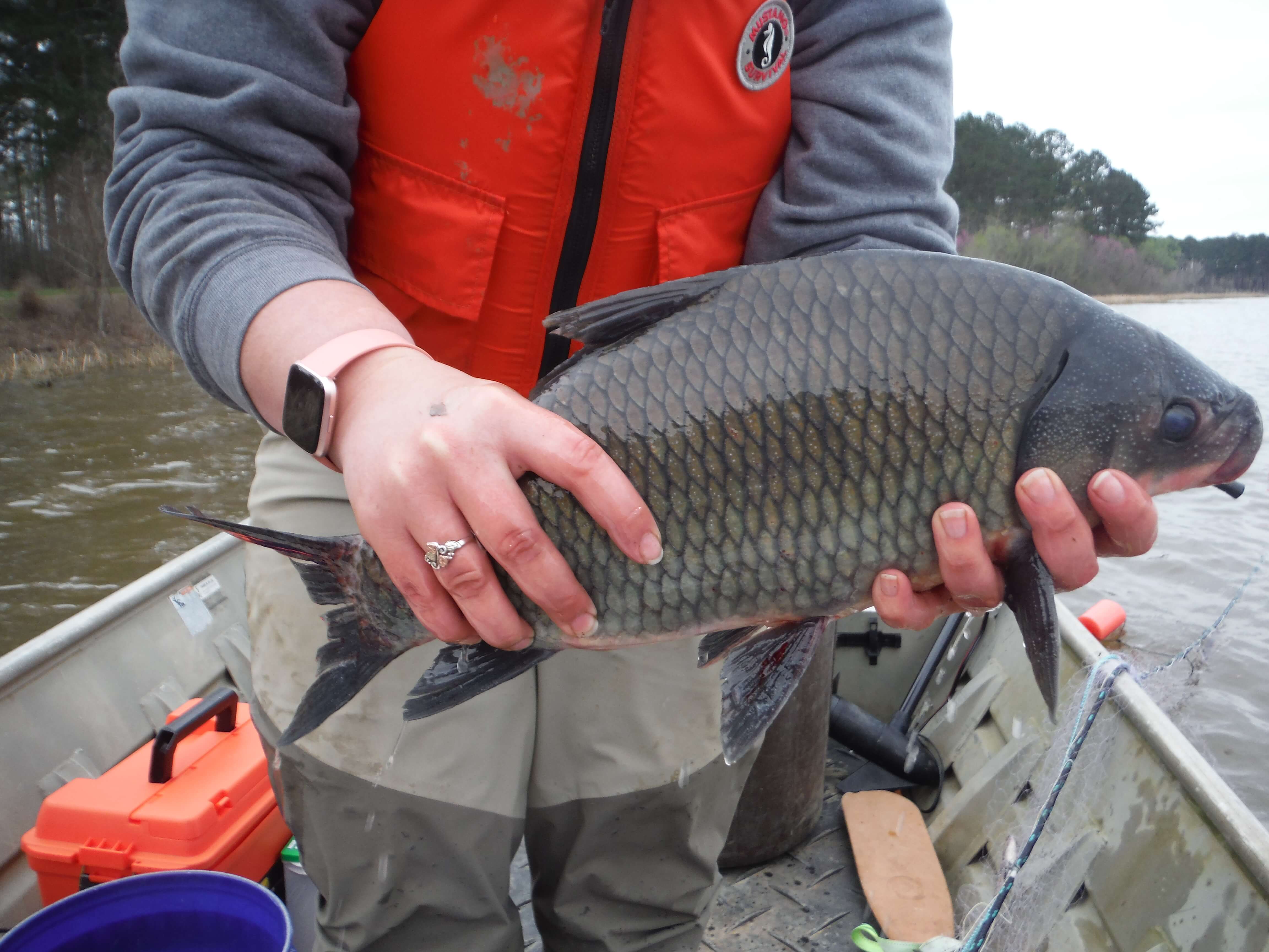 Smallmouth Buffalo