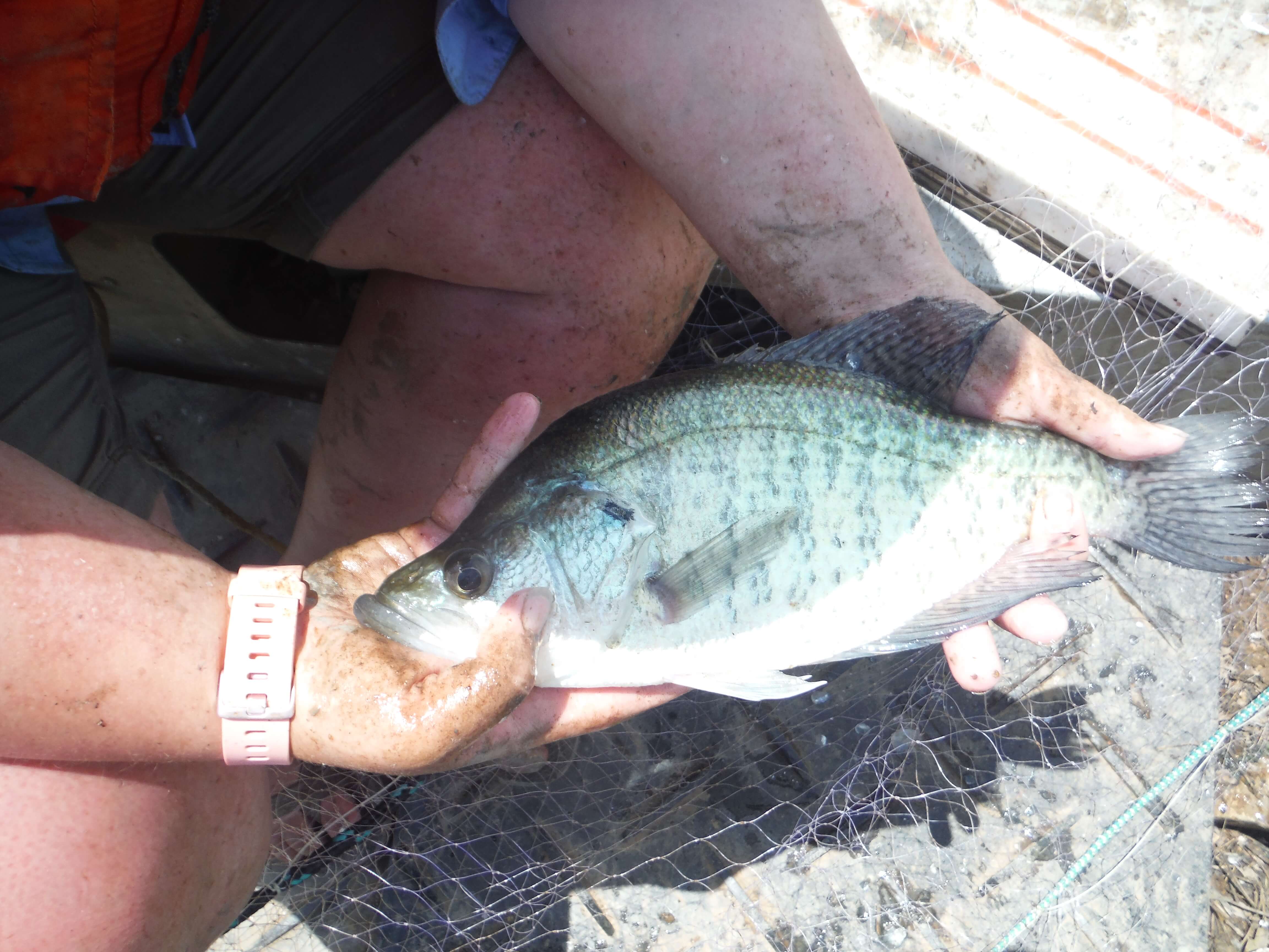 White Crappie