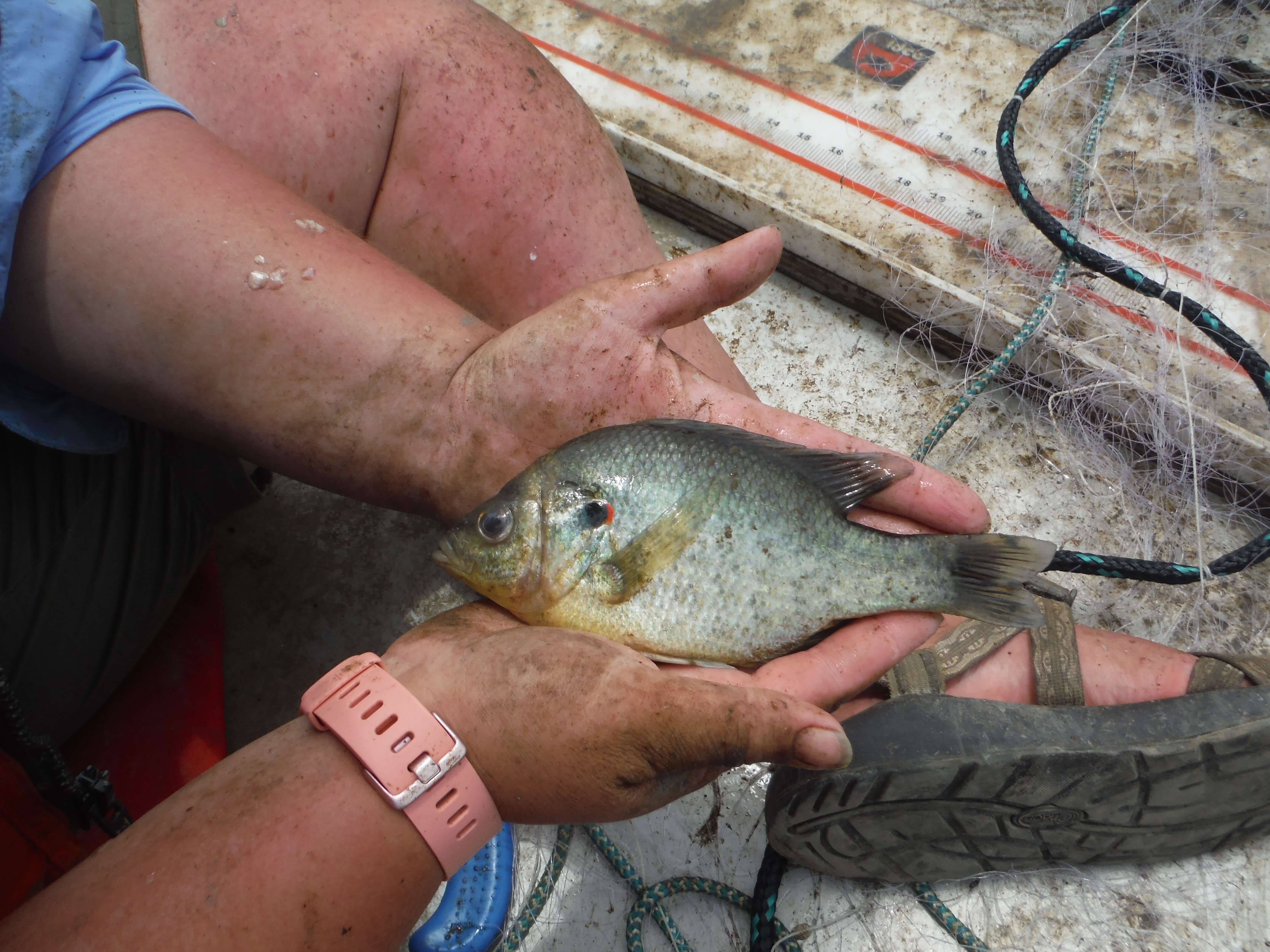 Redear Sunfish