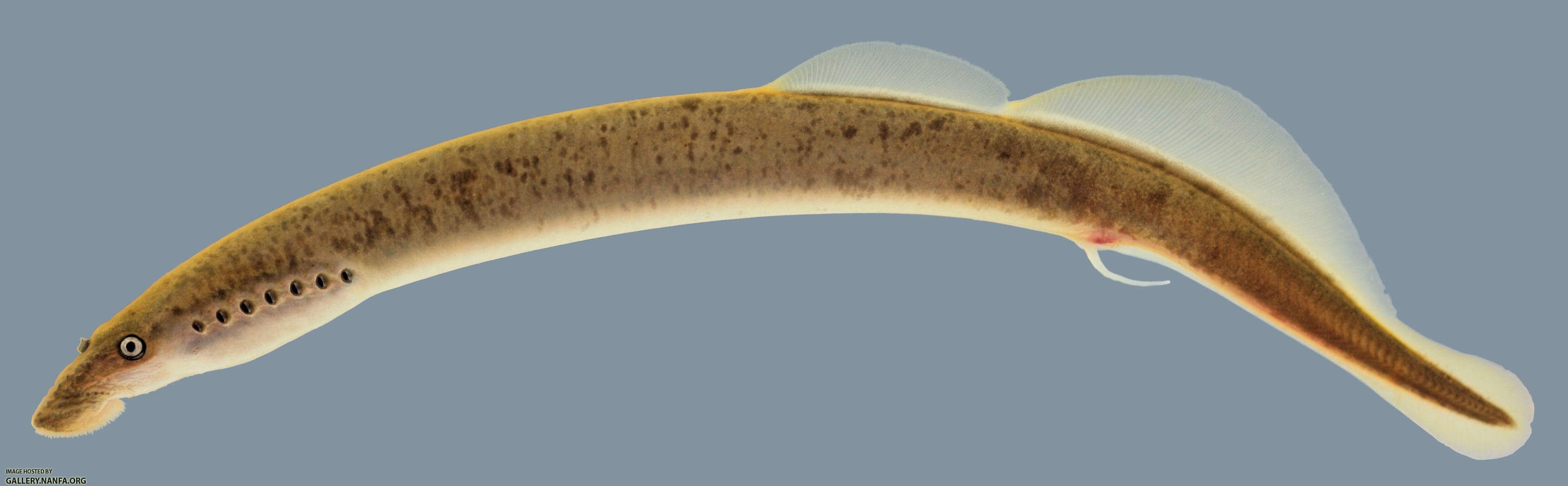 least brook lamprey