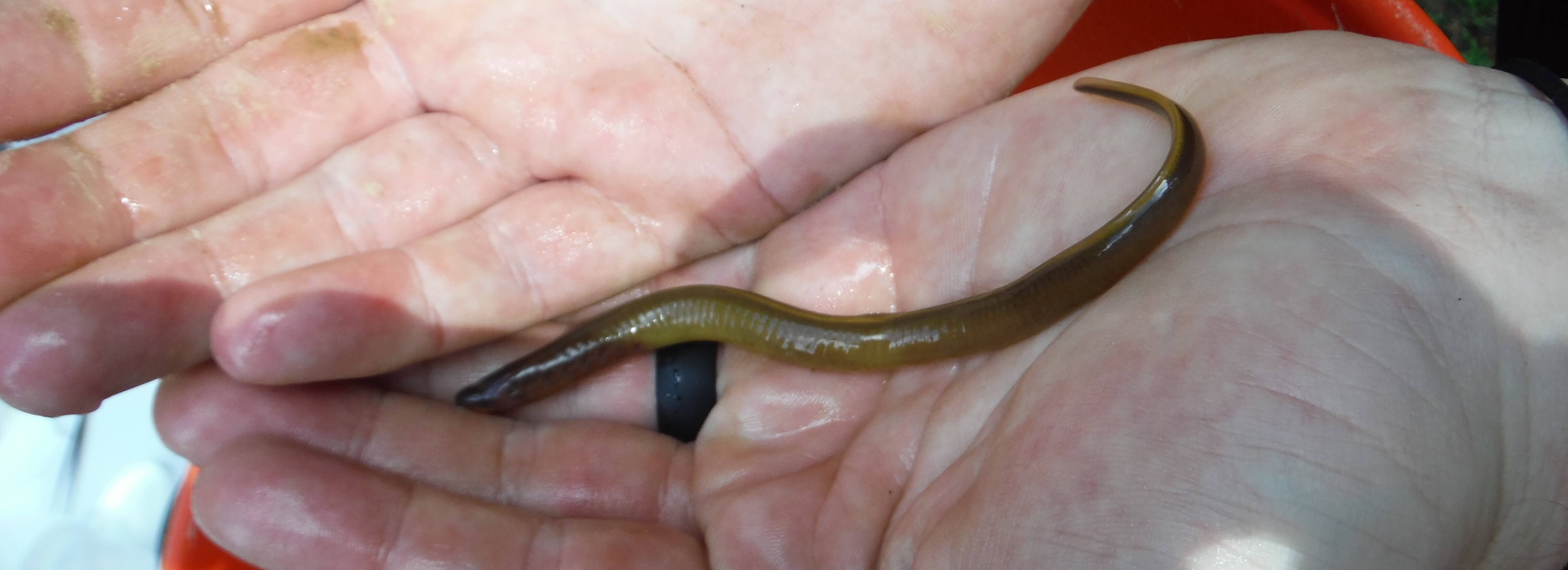 southern brook lamprey